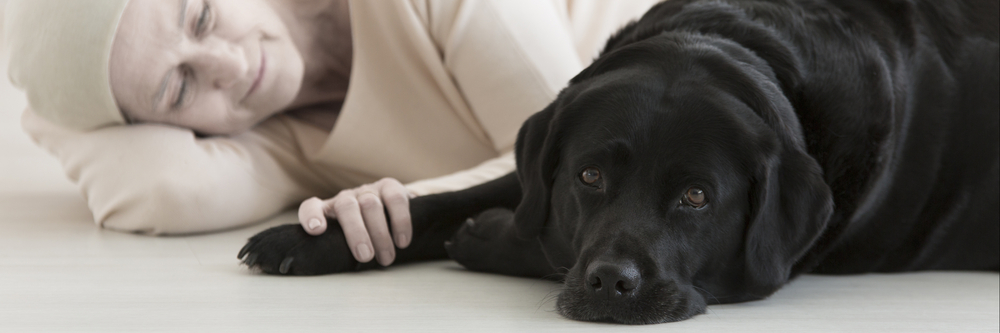 The 10 Best Master's in Animal-Assisted Therapy for 2020